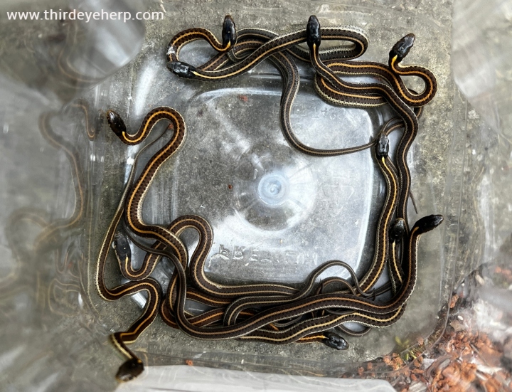 Coast Garter Snakes